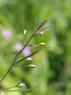 Image of slenderleaf false foxglove