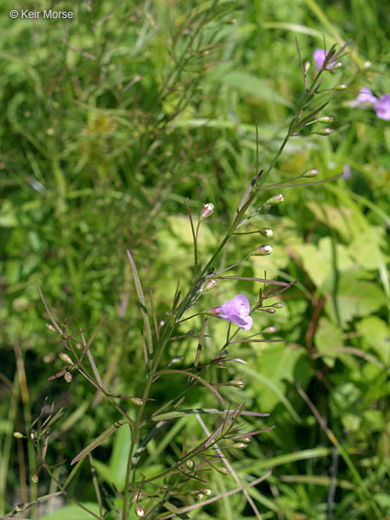 Image of slenderleaf false foxglove