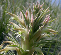 Sivun Castilleja sessiliflora Pursh kuva