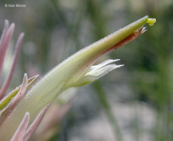 Sivun Castilleja sessiliflora Pursh kuva