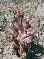 Image of <i>Orobanche fasciculata</i>