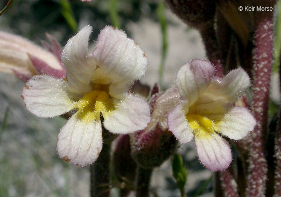 Image of <i>Orobanche fasciculata</i>