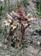 Image of <i>Orobanche fasciculata</i>