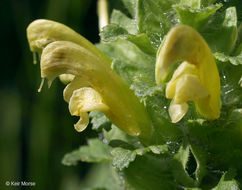 Pedicularis canadensis L. resmi