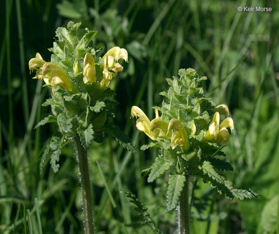 Image of Canada lousewort