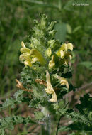 Pedicularis canadensis L. resmi