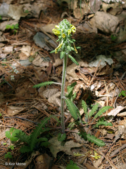 Pedicularis canadensis L. resmi