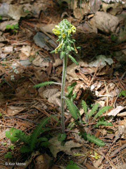 Image of Canada lousewort