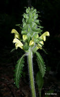 Image of Canada lousewort