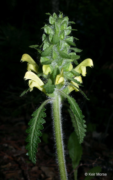 Pedicularis canadensis L. resmi