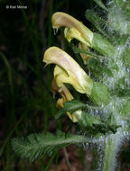 Pedicularis canadensis L. resmi