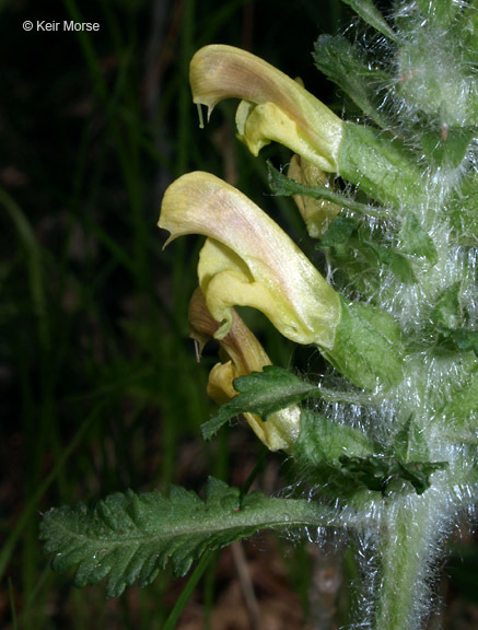 Image of Canada lousewort