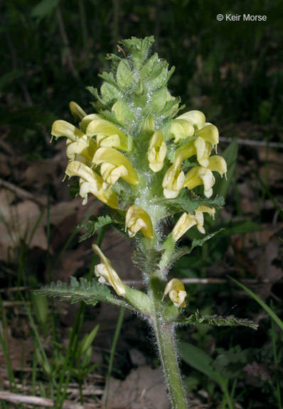 Image of Canada lousewort