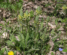 Image of Canada lousewort