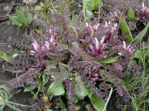 Image of dwarf lousewort