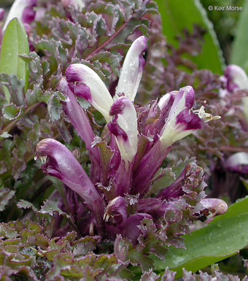 Image of dwarf lousewort