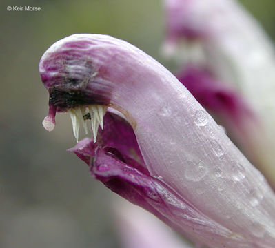 Image of dwarf lousewort