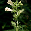 Image of swamp lousewort