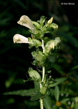 Image of swamp lousewort