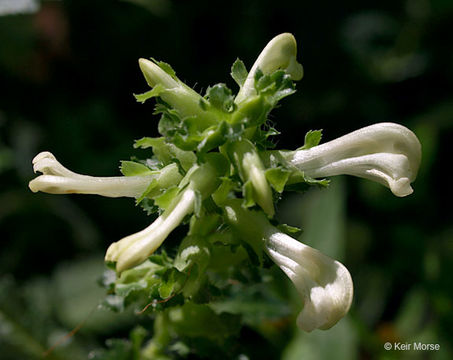 Image of swamp lousewort