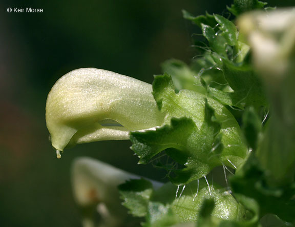 Image of swamp lousewort