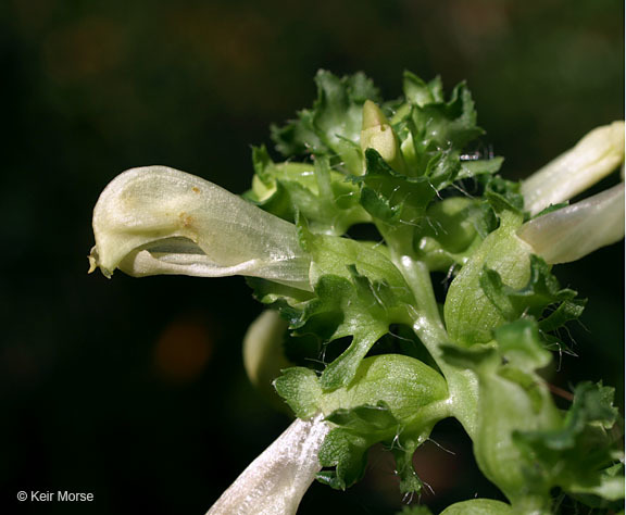 Image of swamp lousewort