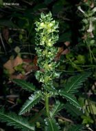 Image of swamp lousewort