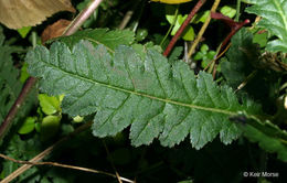 Image of swamp lousewort