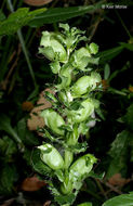 Image of swamp lousewort