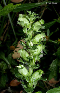 Image of swamp lousewort