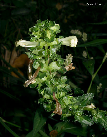 Image of swamp lousewort