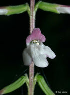 Image of American lopseed