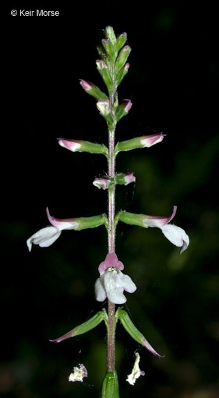 Image of American lopseed