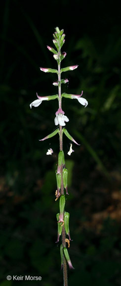 Image of American lopseed