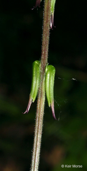 Image of American lopseed