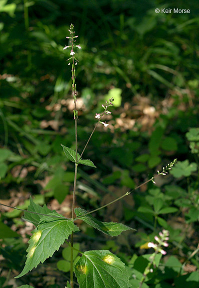 Image of American lopseed