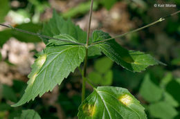 Image of American lopseed