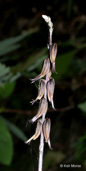 Image of American lopseed