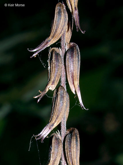 Image of American lopseed