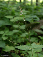 Image of American lopseed