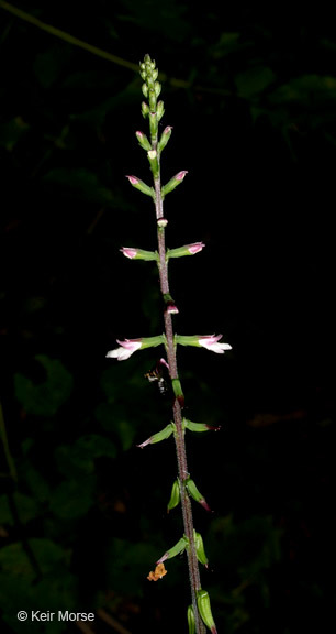 Image of American lopseed