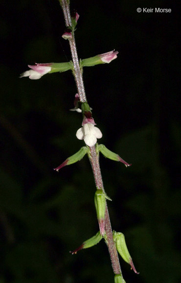 Image of American lopseed