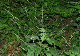 Image of American lopseed