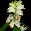 Image of white turtlehead