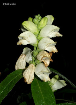 Image of white turtlehead