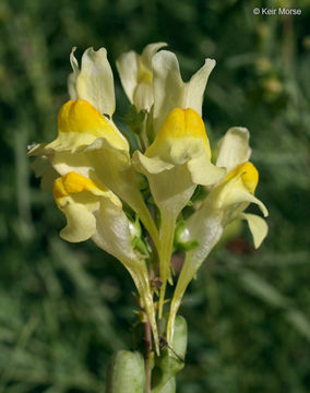 Image of Common Toadflax