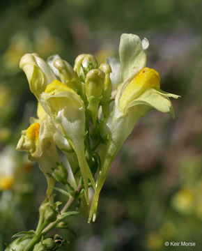 Plancia ëd Linaria vulgaris Mill.