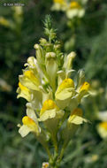 Plancia ëd Linaria vulgaris Mill.