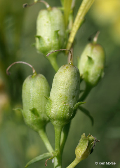 Plancia ëd Linaria vulgaris Mill.