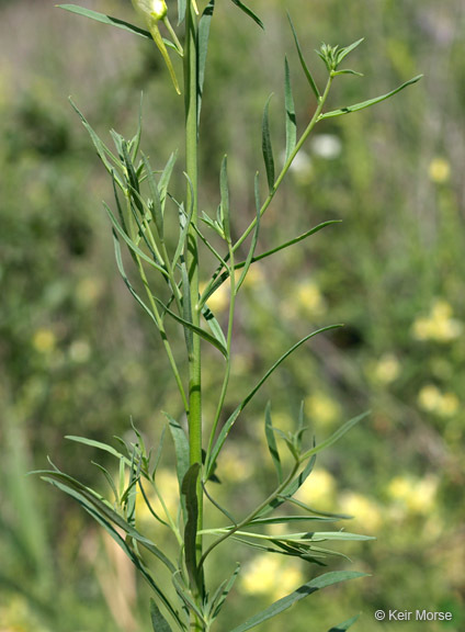 Plancia ëd Linaria vulgaris Mill.